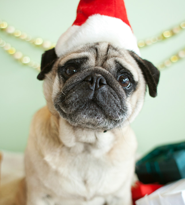 Pug Dog Face Photo And Wallpaper Beautiful Christmas