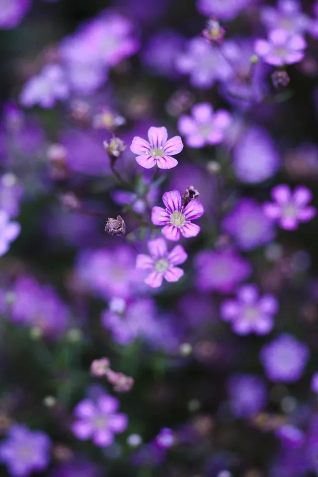 Purple Flower Wallpaper for iPhone - WallpaperSafari
