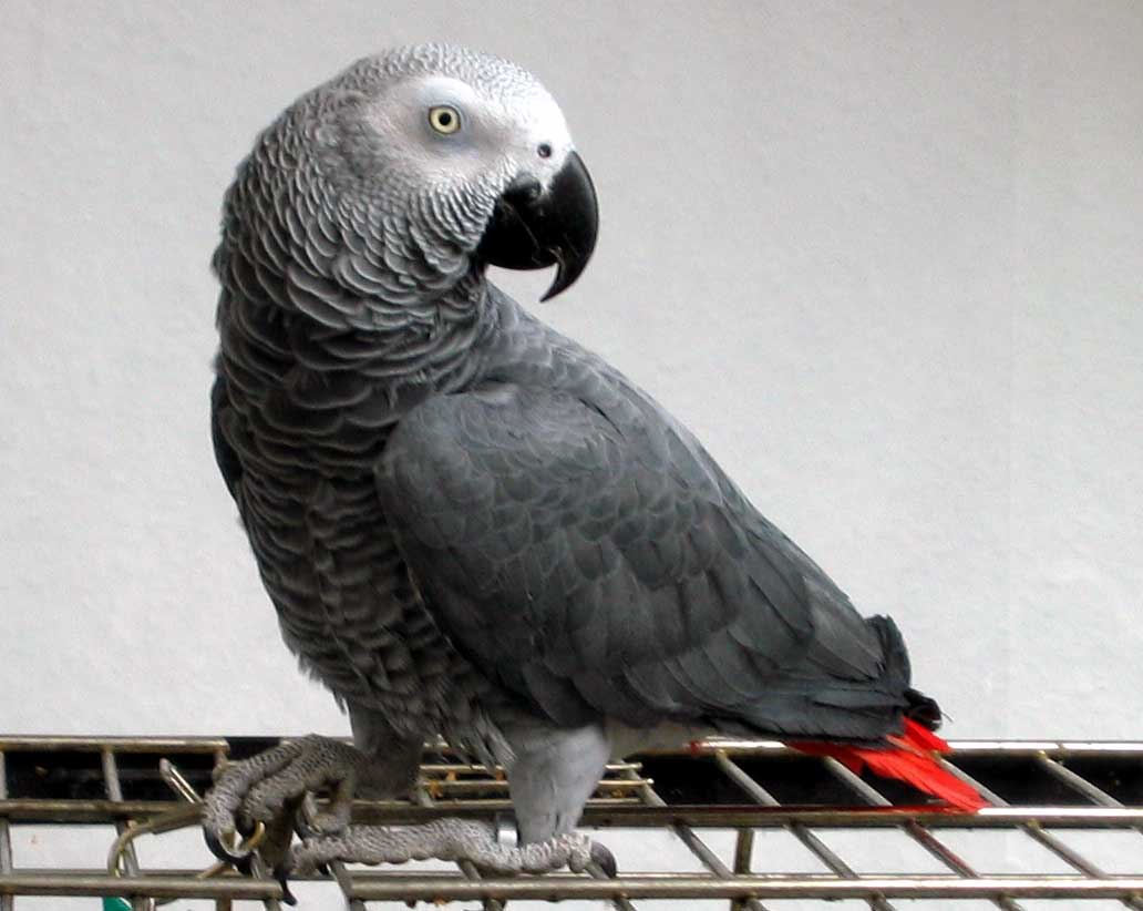 African Grey Parrot Parrot Photos