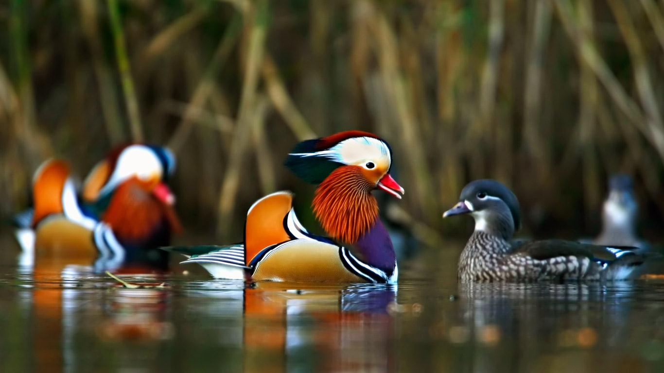 Mandarin Duck HD Wallpaper