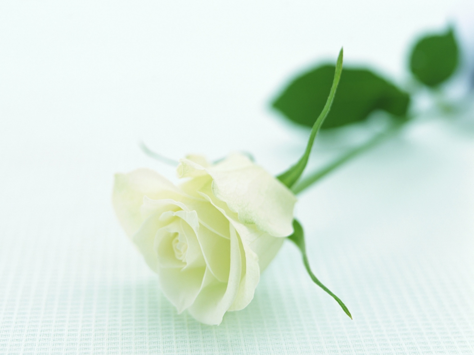 White Rose Background Wallpaper High Definition Quality