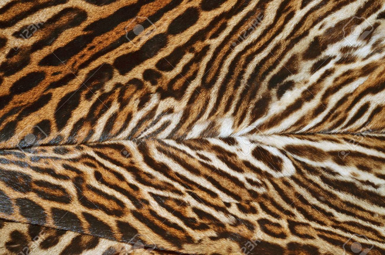 Ocelot Fur Background Stock Photo Picture And Royalty Image 1300x861