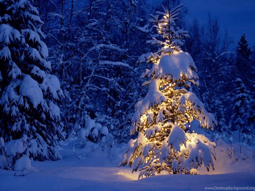 Beautiful White Christmas Tree Wallpaper Desktop Background 1024x768