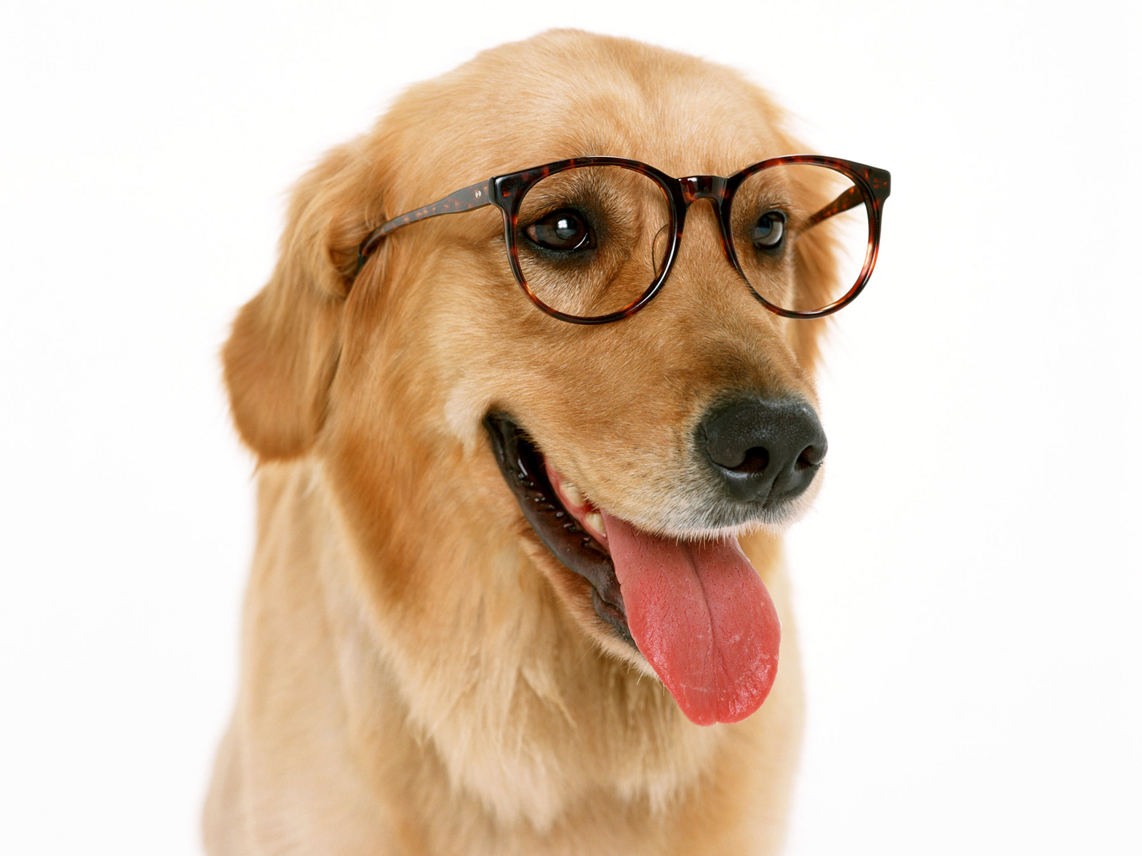Wearing Glasses Dog Wallpaper And Image Pictures