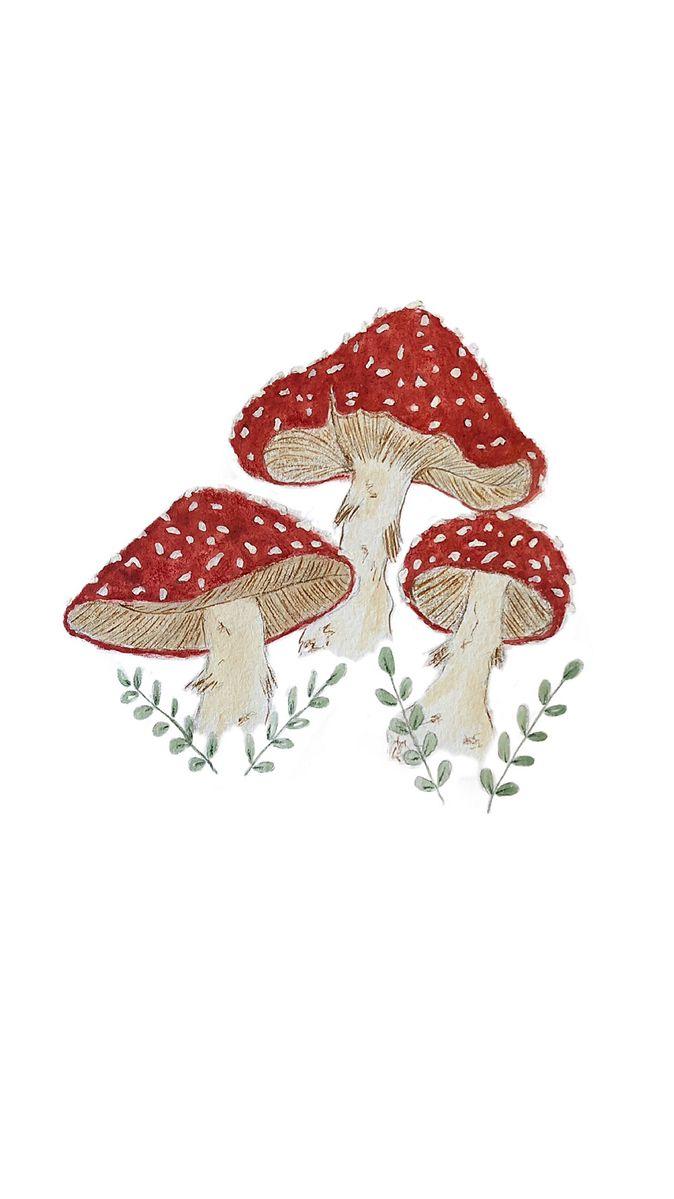 Red Mushrooms Mushroom Drawing Wallpaper Art
