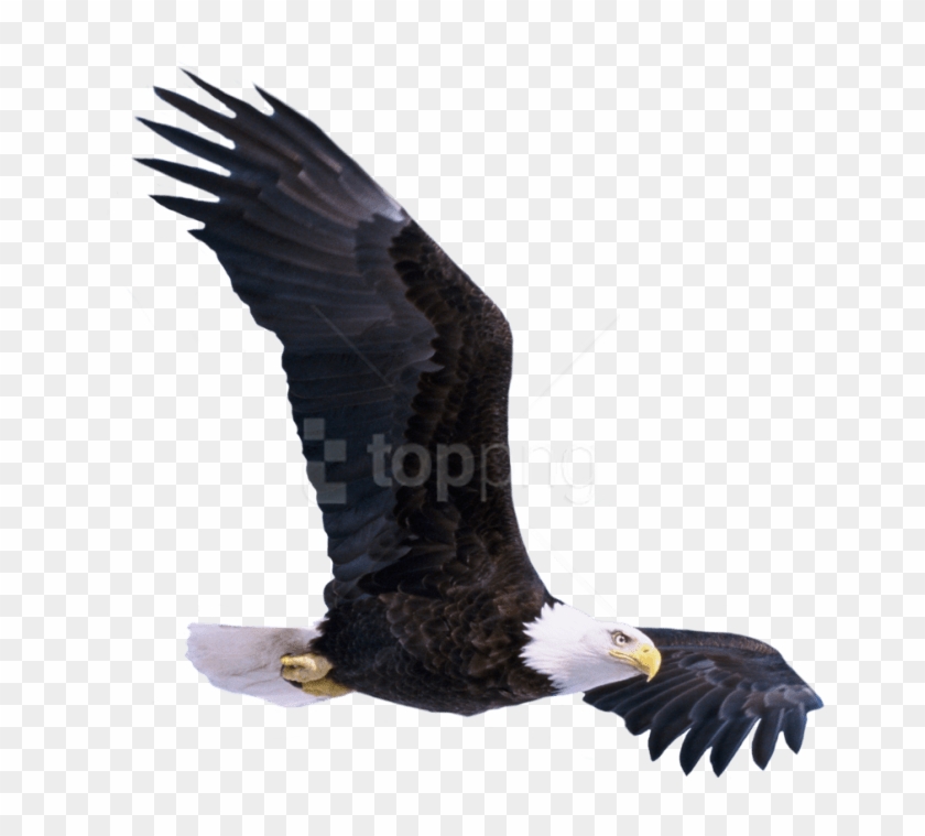 Png Bald Eagle Flying Image Background
