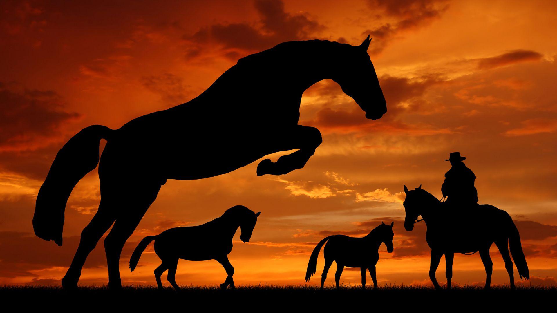 Horse In The Sunset Silhouette Horses Beautiful