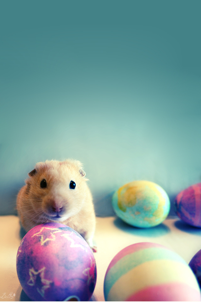 Easter Bunny Simply Beautiful iPhone Wallpaper