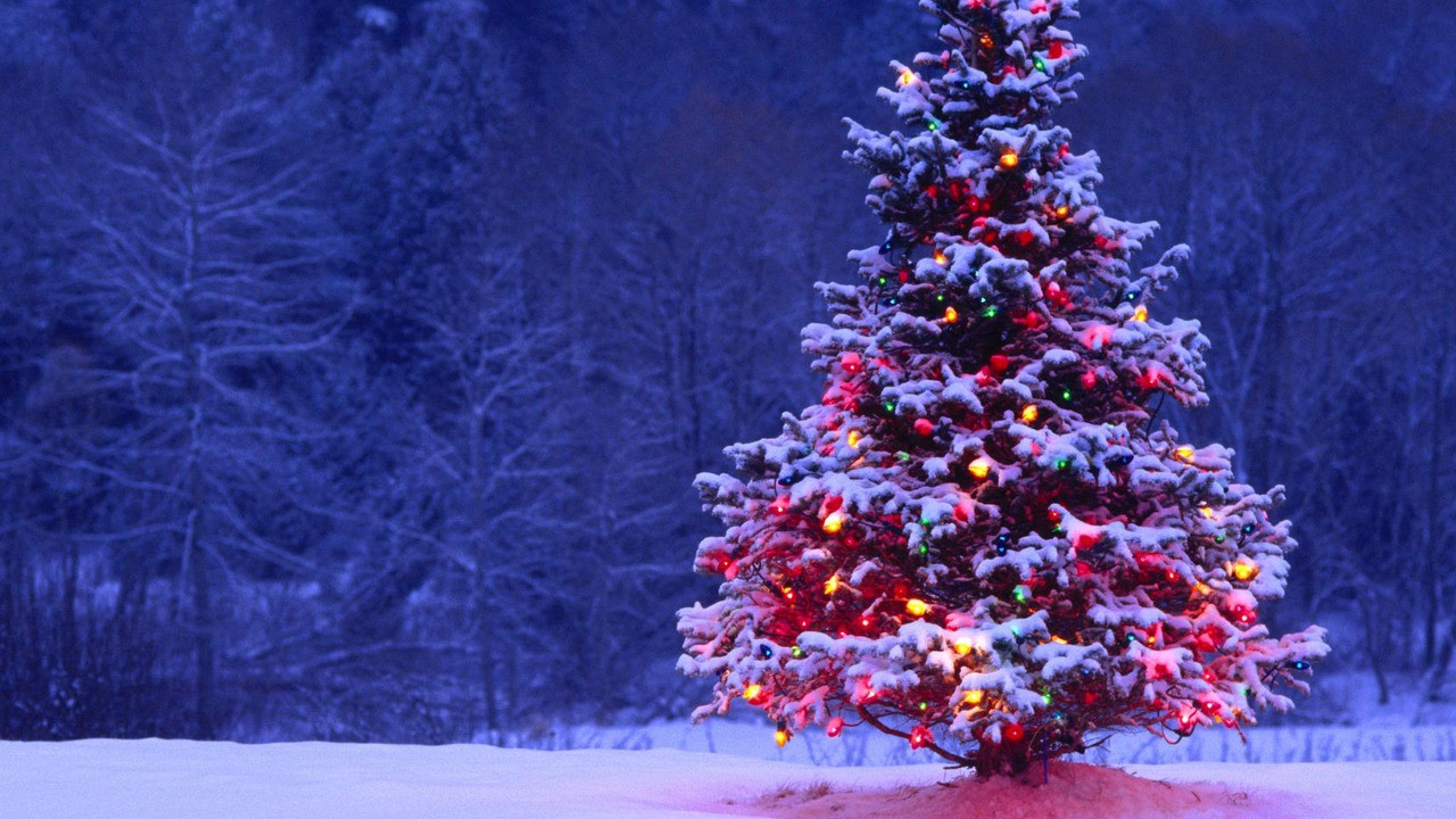 Hình nền mùa Giáng sinh với tuyết rơi che phủ cành cây Noel trở nên sống động và đẹp đến kinh ngạc. Hãy thưởng thức những hình ảnh tuyệt đẹp này và cảm nhận sự ấm áp của mùa lễ hội.