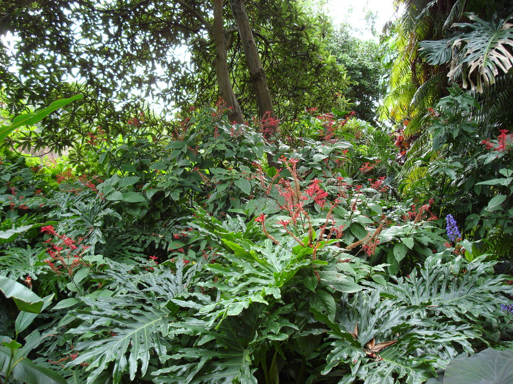 Tropical Garden Wallpaper Pictures Of Plants