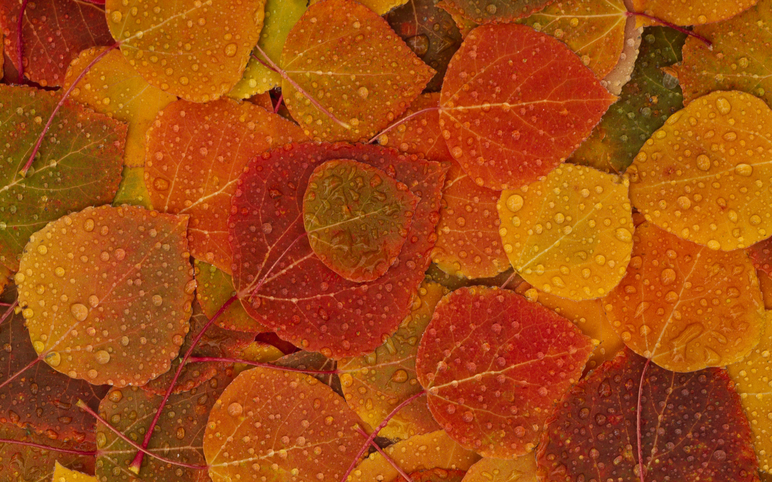 Fall Leaves HD Wallpaper 2560x1600   My Cleaning Lady