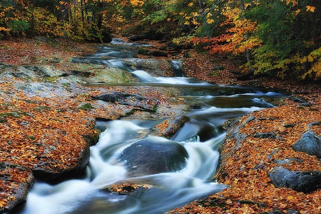 Stream in Autumn Maine Wallpaper Wall Mural   Self Adhesive   Multiple