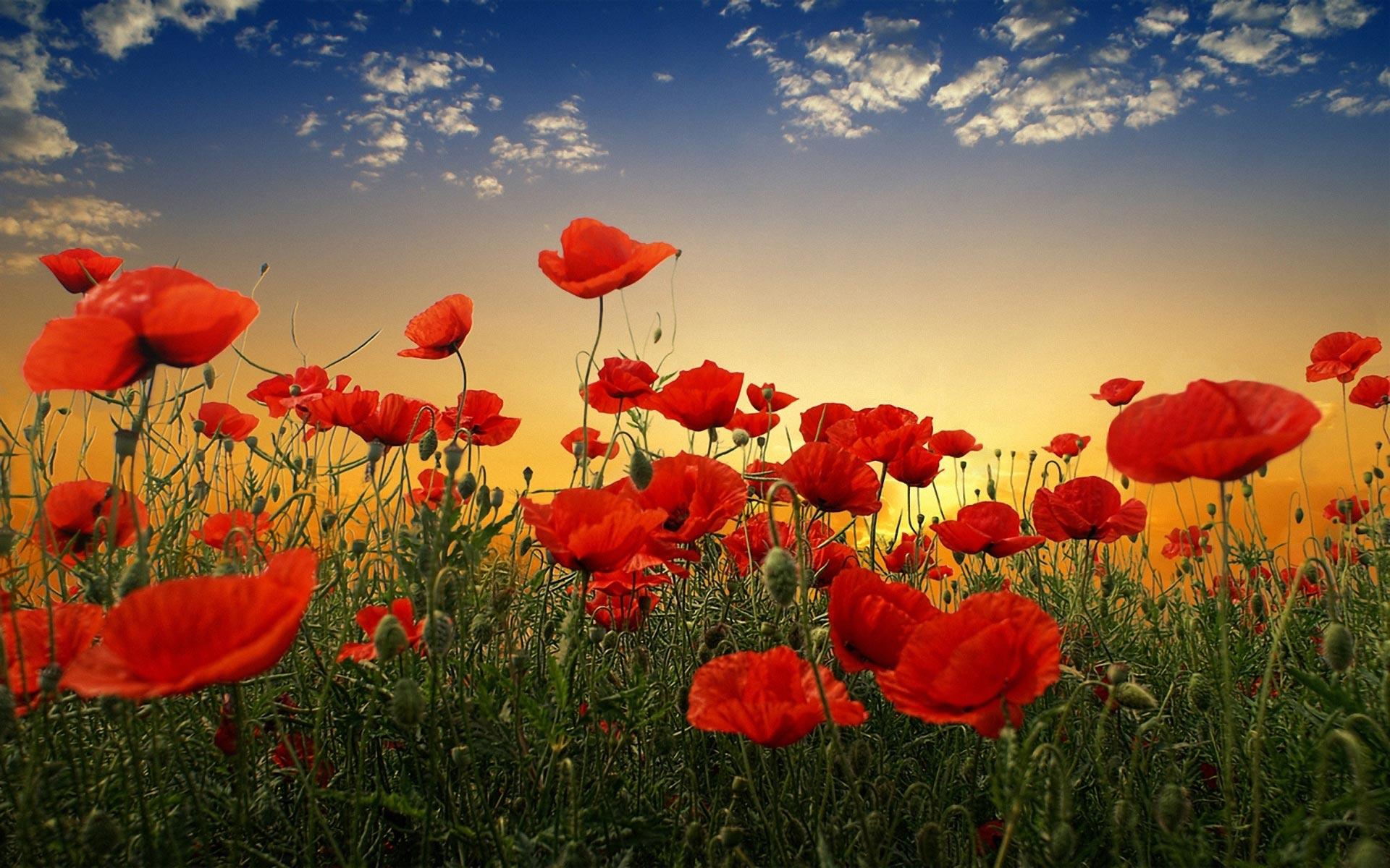 Best Armistice Day Wallpaper Holiday