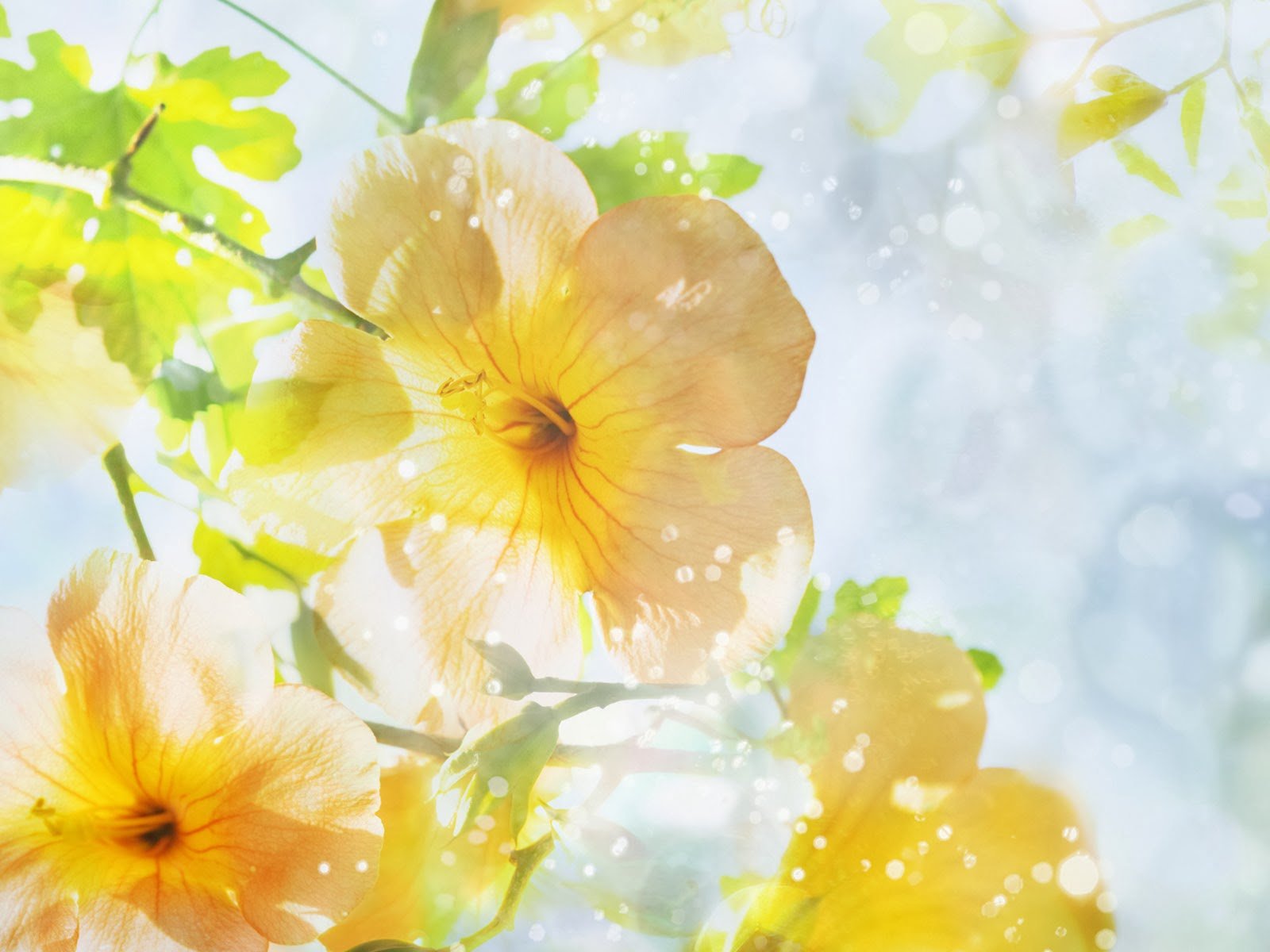 Summer flowers wallpaper   beautiful desktop wallpapers 2014 1600x1200