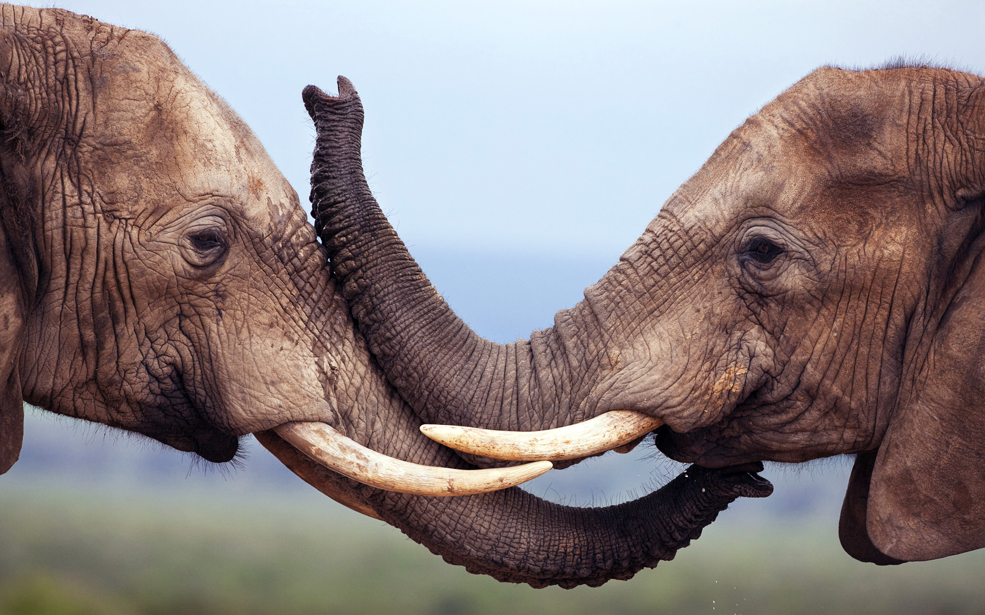 Elephant Desktop Wallpaper