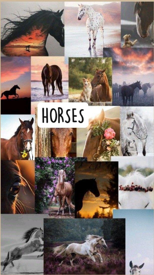 Horses Horse Wallpaper Cute Pictures Background