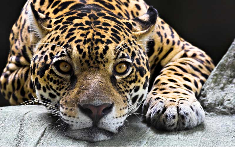 Jaguar Informaci N Y Caracter Sticas Biolog A