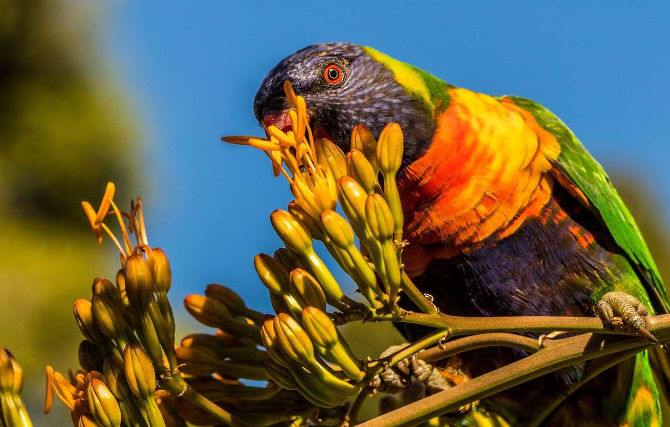 Wallpaper Flowers Background Bird Branch Parrot Lori Rainbow