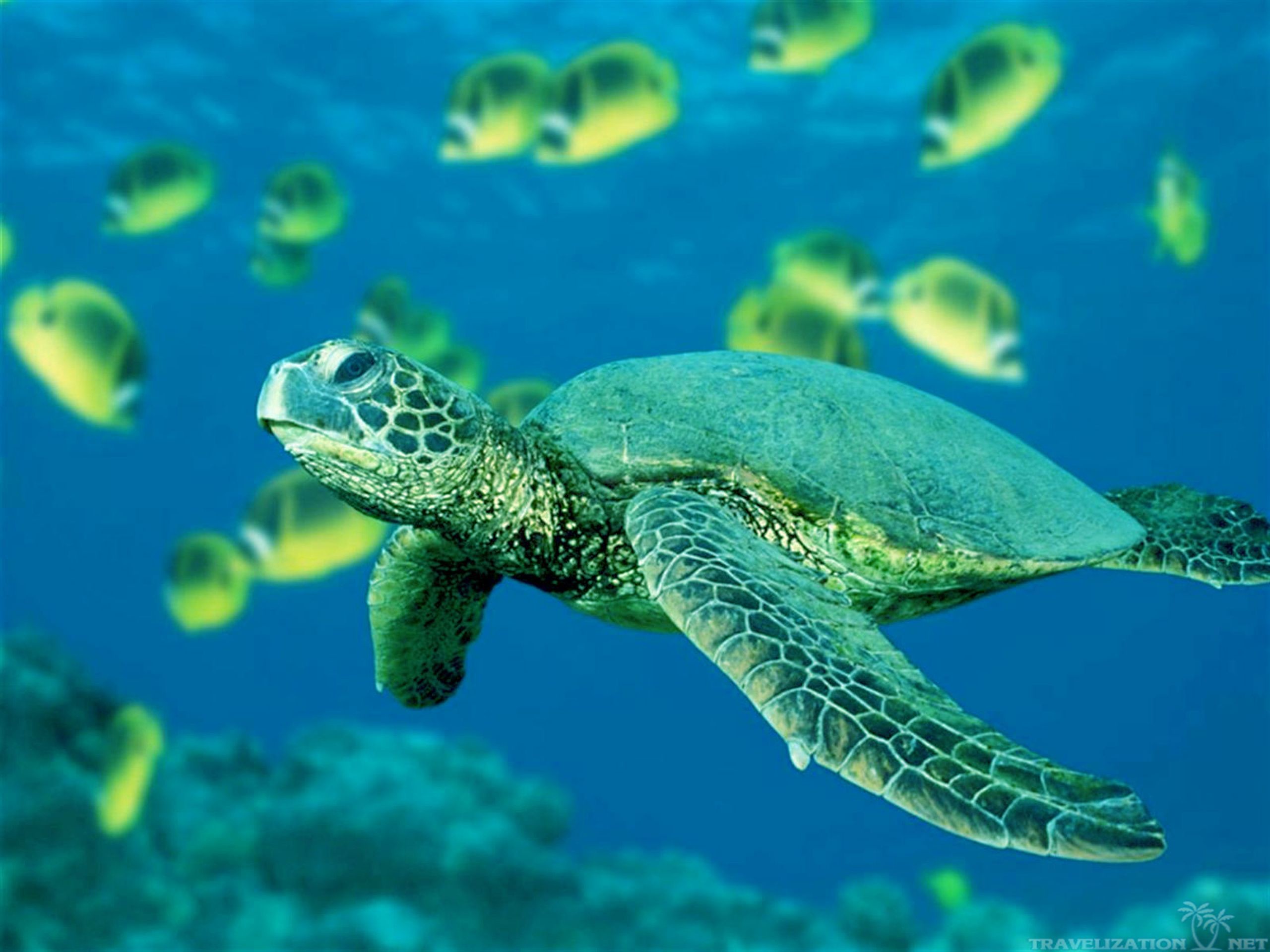 Cute Turtle Wallpaper