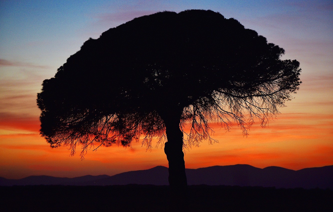 Wallpaper sunset tree silhouette images for desktop section