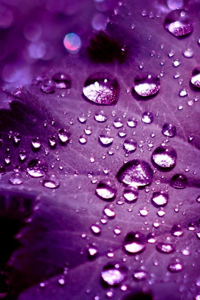 High Quality Purple Color Leaf Water Drops Cell Phone Wallpaper
