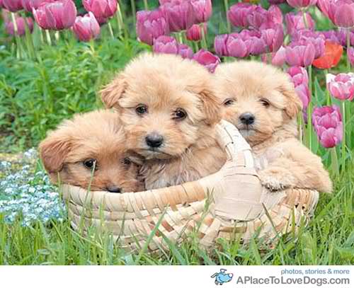 Cute Spring Puppies Daydreaming Photo