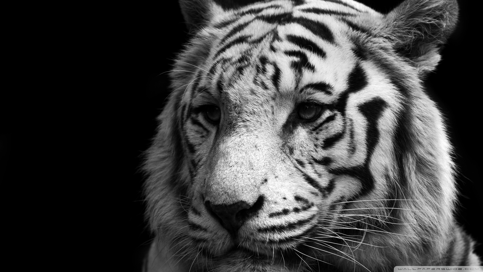 white black wallpaper tiger images 1920x1080
