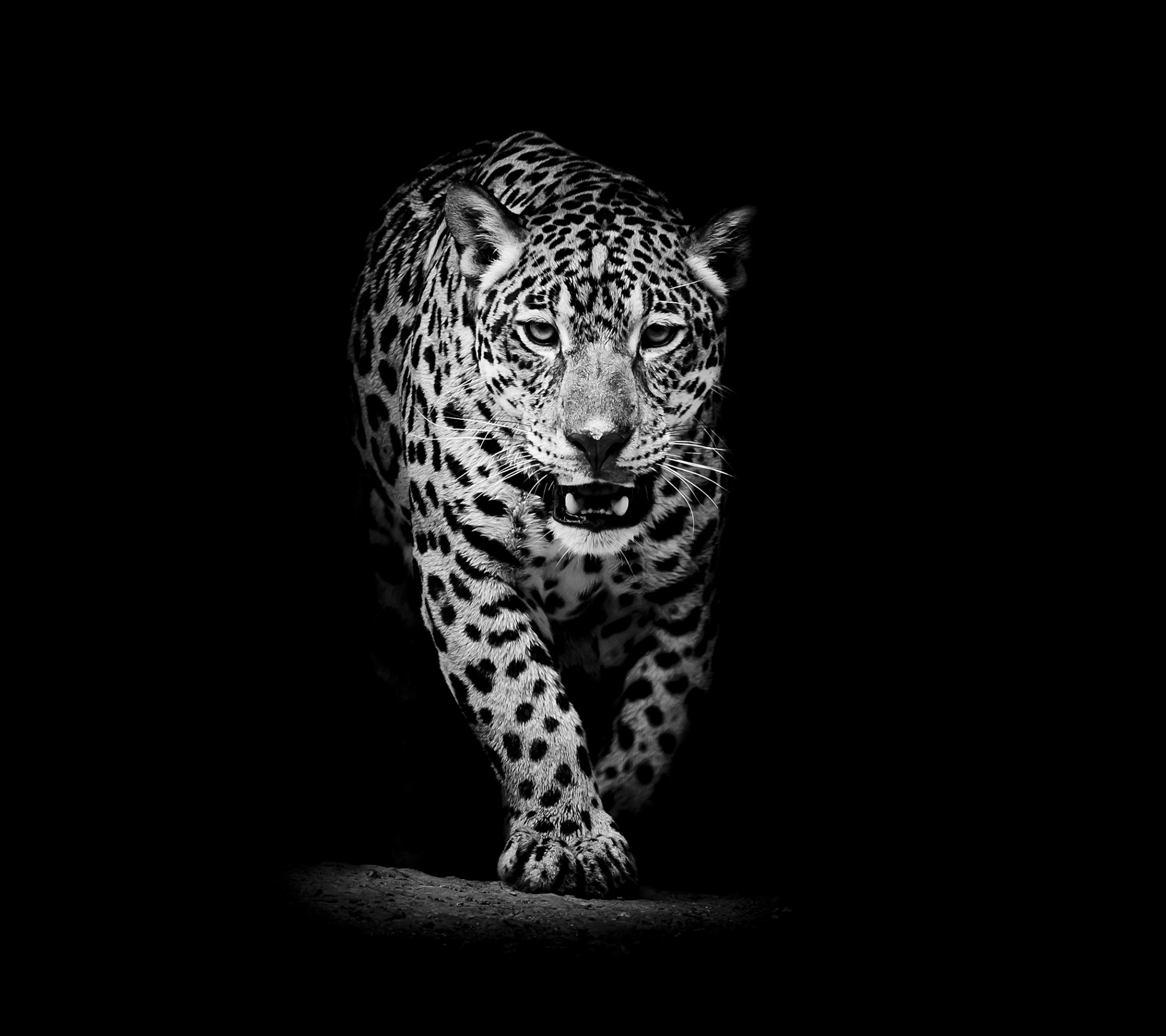 Black Leopard Wallpaper