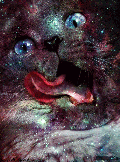  tagged cat cats cat gif gif cat in space cats in space space nebula 500x675