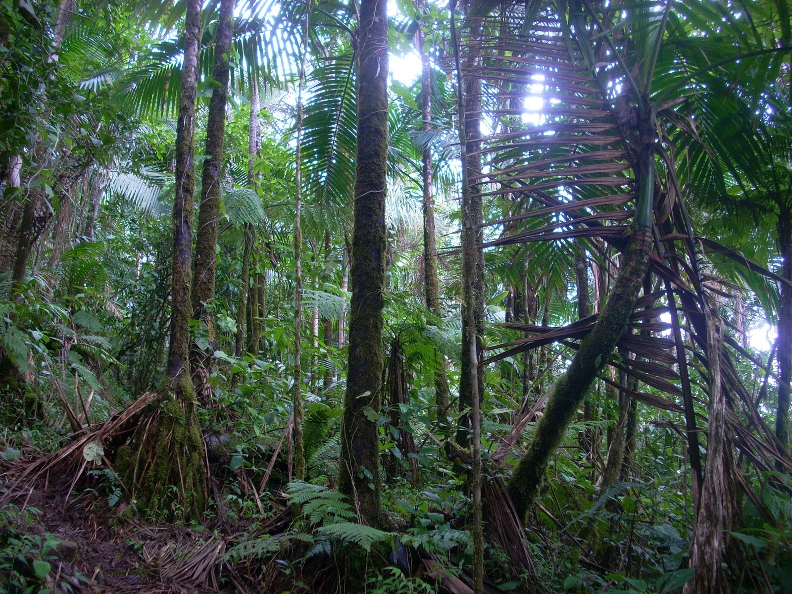 Tropical Forests Given The Huge Financial Incentives Pushing