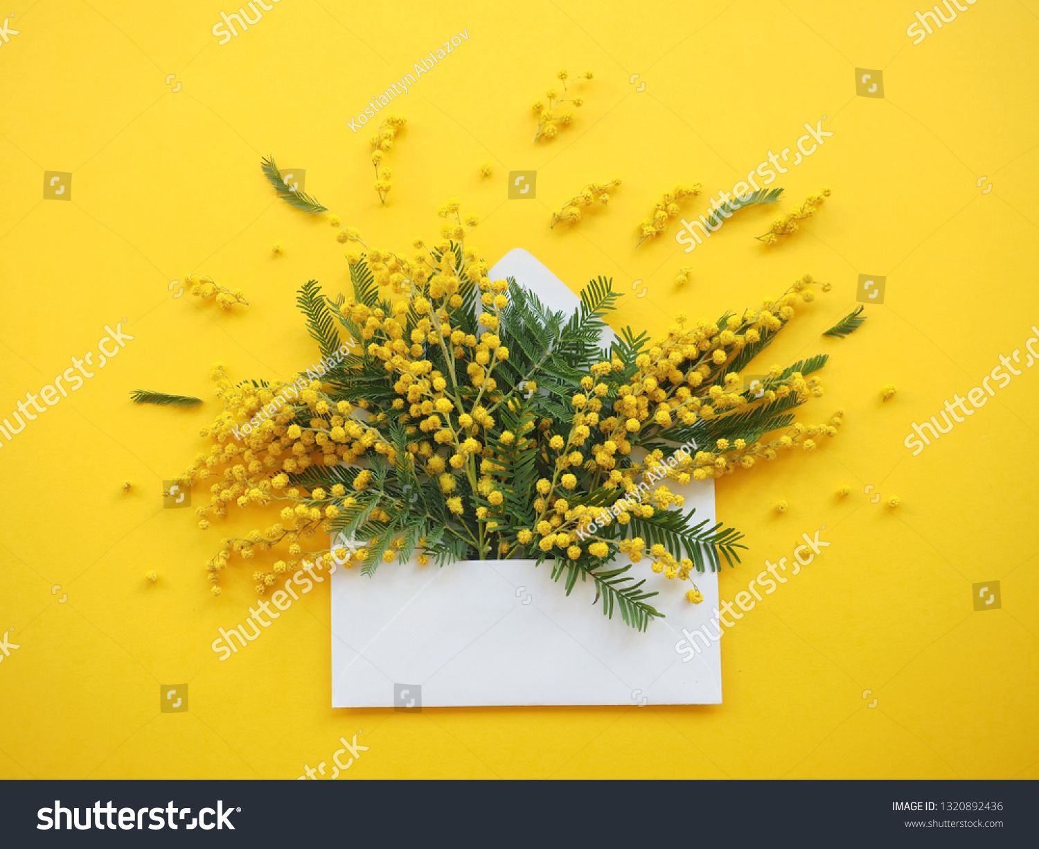 Brunches Of Beautiful Mimosa Flower On Yellow Background Ad