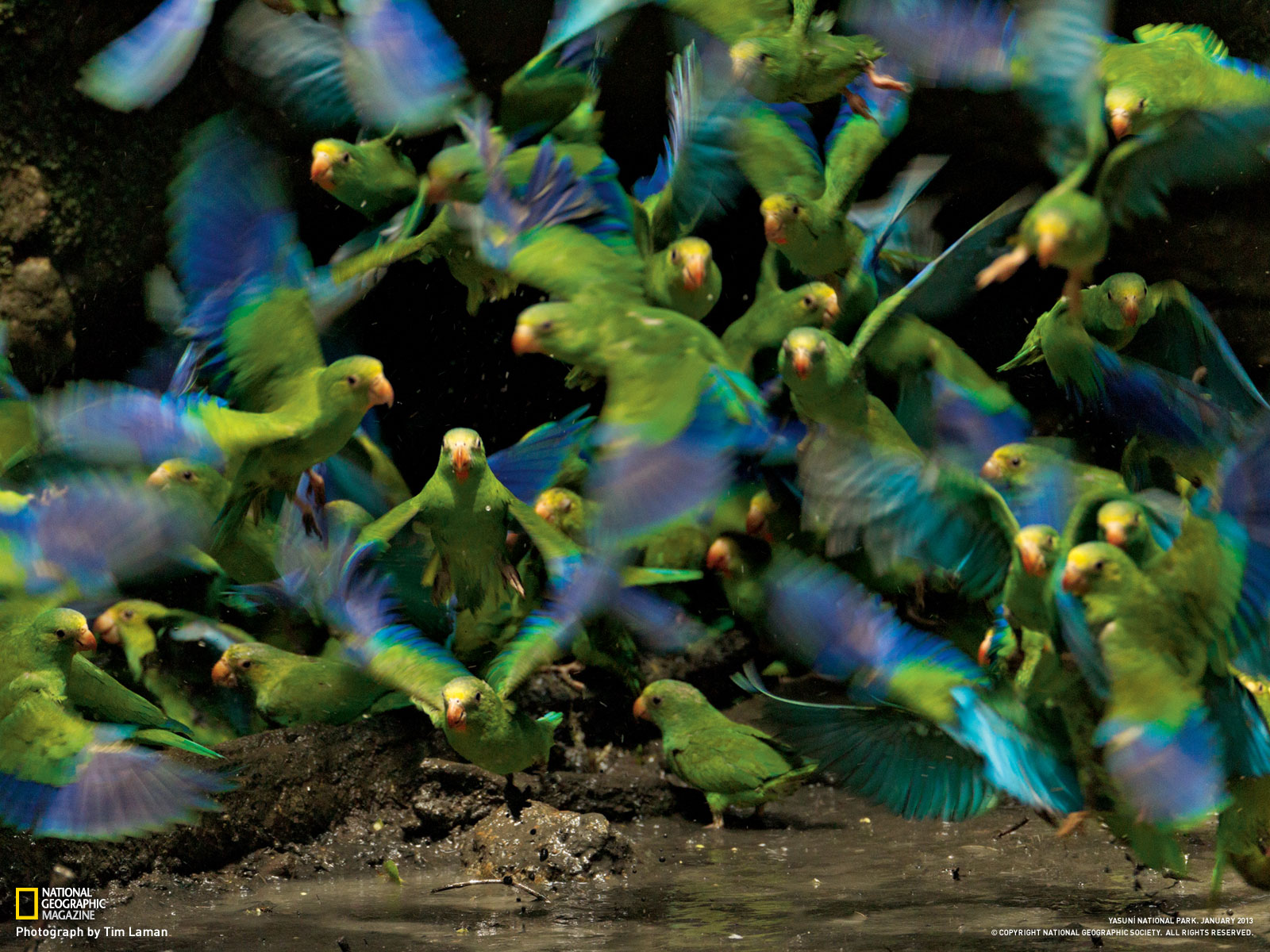 Picture Bird Wallpaper National Geographic Photo Of The Day