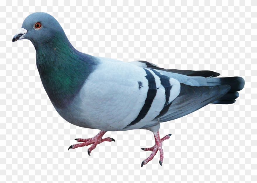Disney Princess Image Pigeon HD Wallpaper And Background