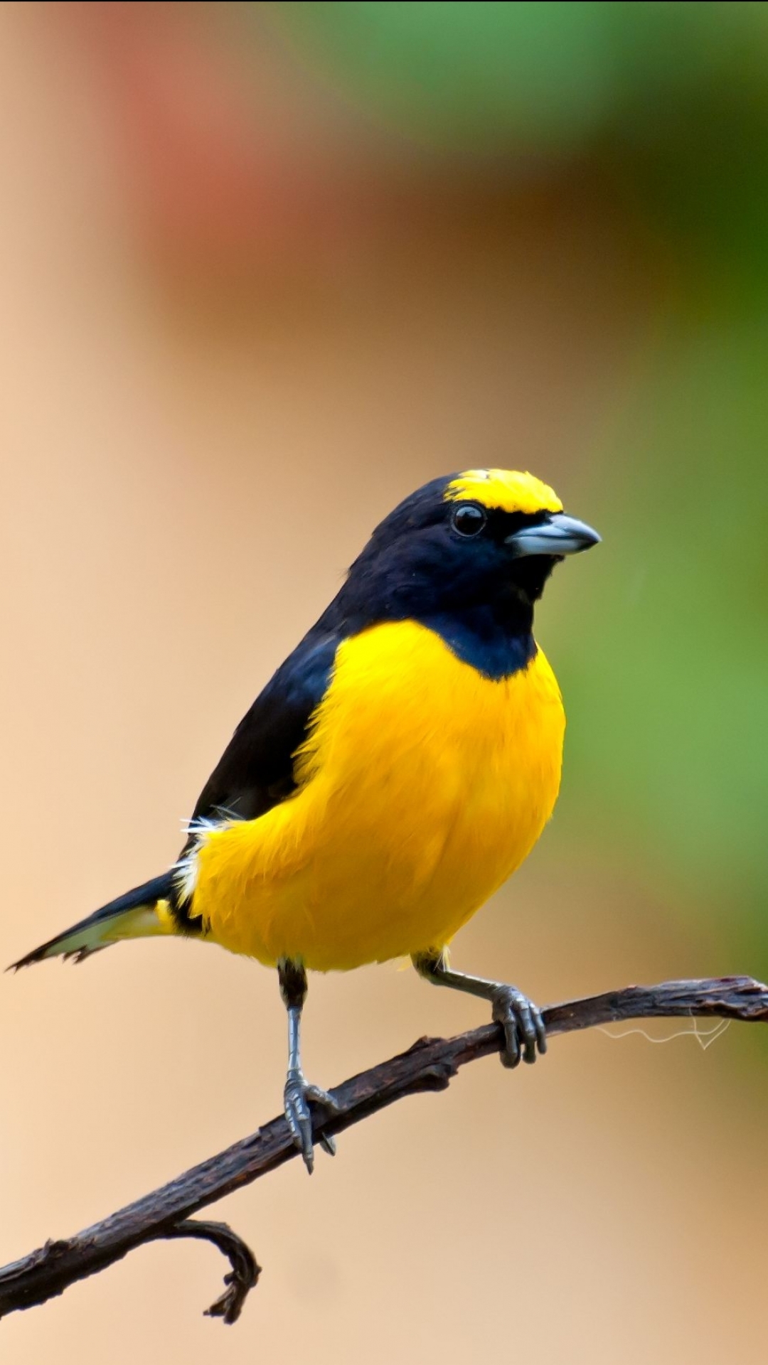 Bird Wallpaper iPhone
