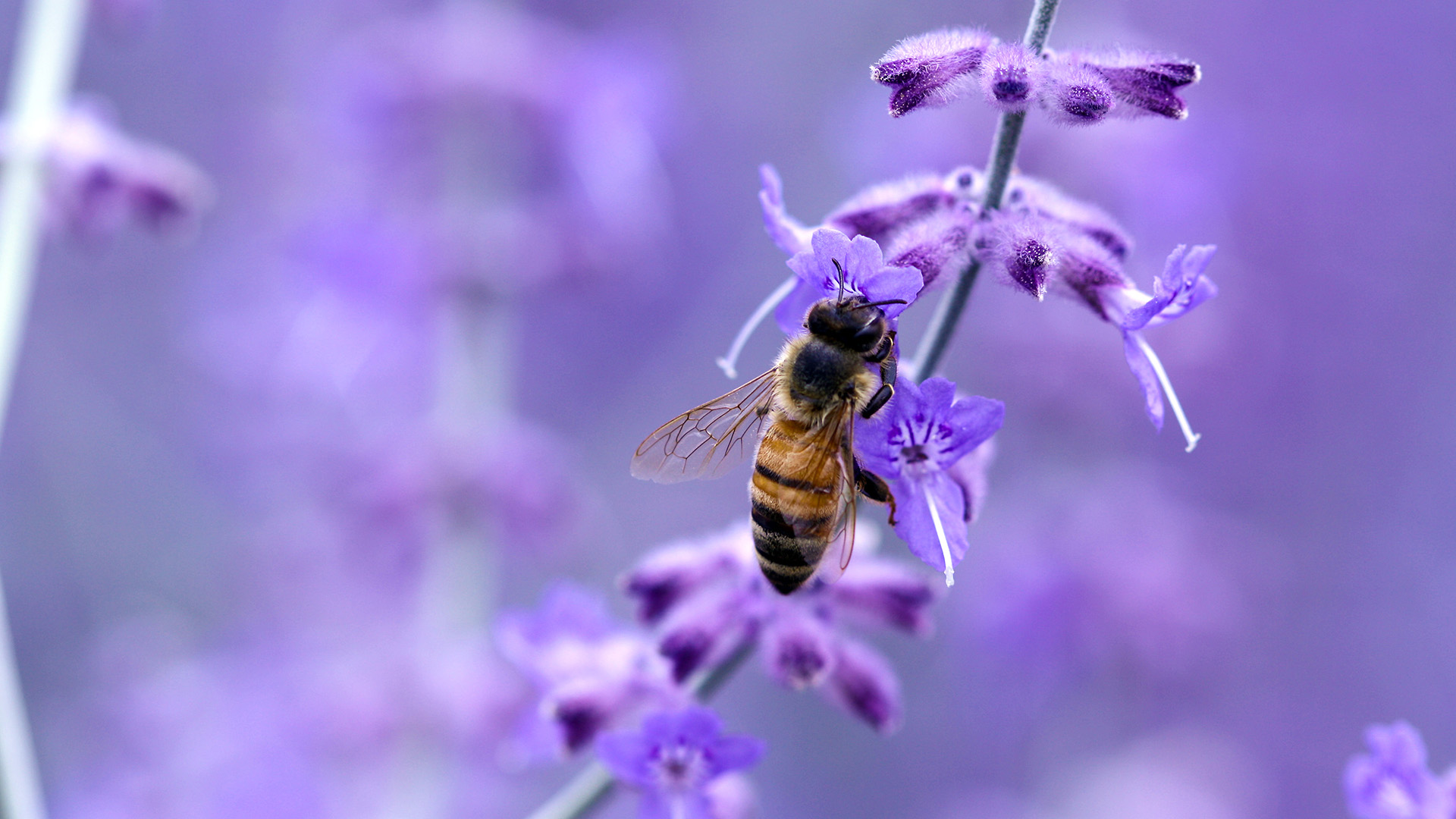 Bee On Purple Wallpaper