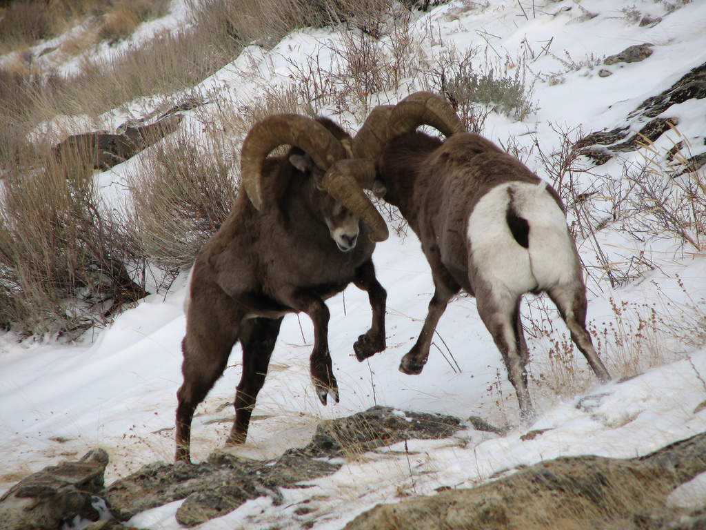Bighorn Sheep HD Wallpaper Background Of Your Choice