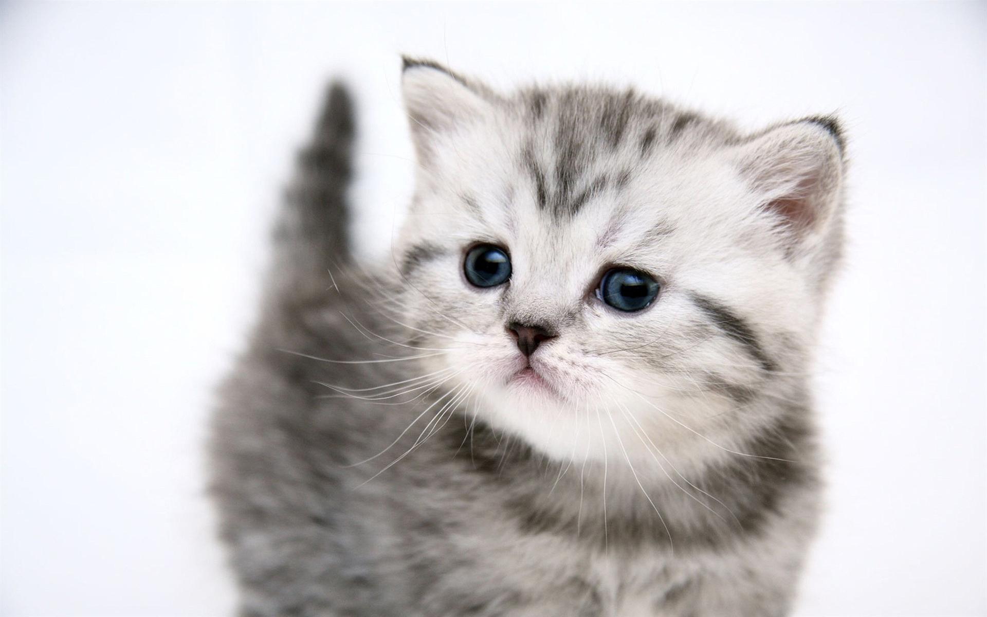 White Grey Kitten Desktop Wallpaper Background