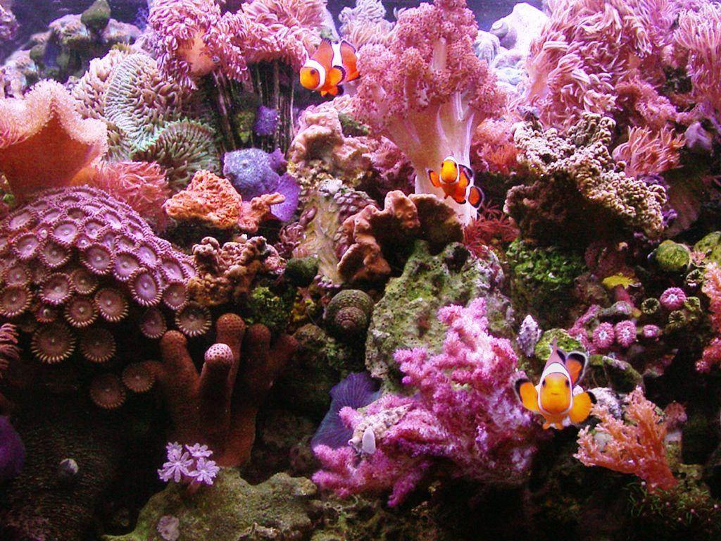 Coral Reef Wallpapers