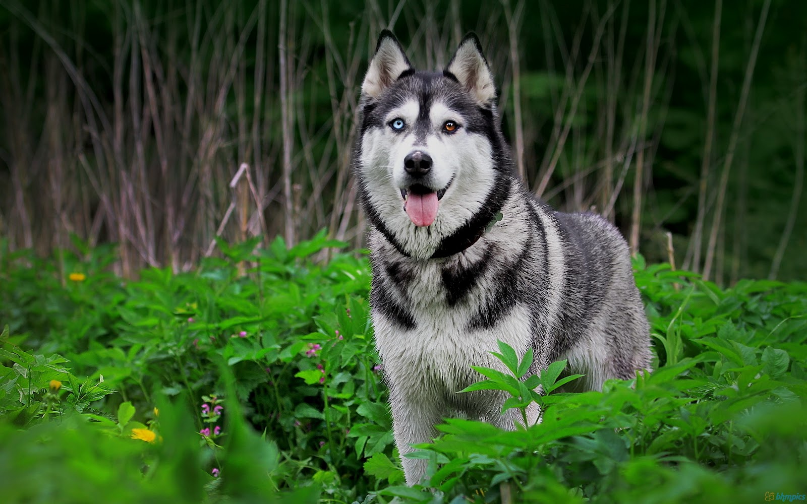 Best Pictures Husky Dog In Green Forest Wallpaper