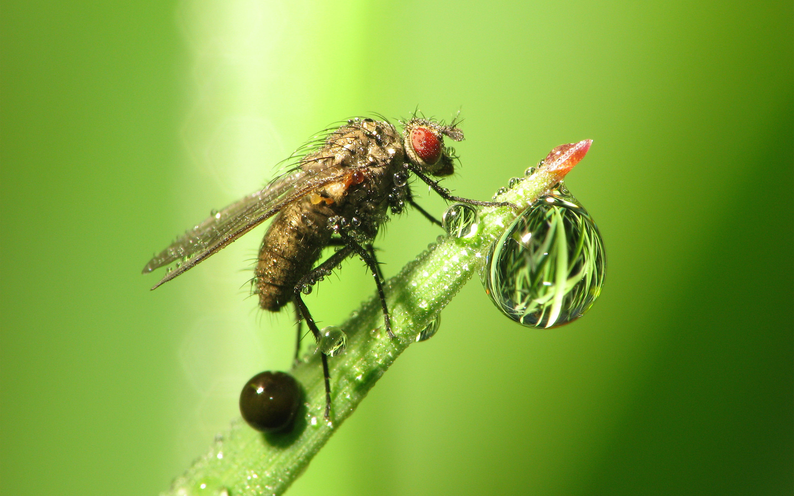 The Fly With Drops X Macro Photography