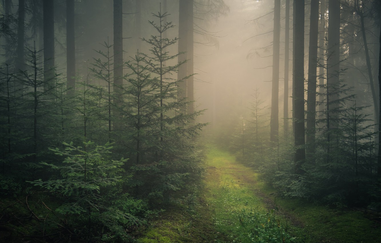 Wallpaper Road Forest Trees Fog Germany Ate Baden