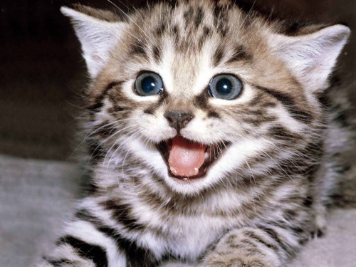 Khout Kitten Screensaver Screensavers