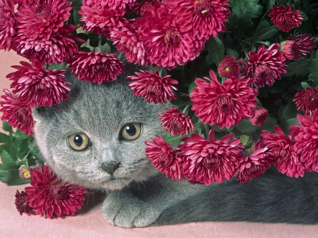Cat And Flower Wallpaper Christian Background