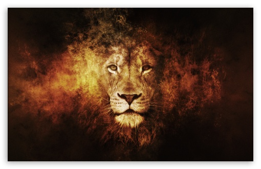Lion HD desktop wallpaper High Definition Fullscreen Mobile 510x330