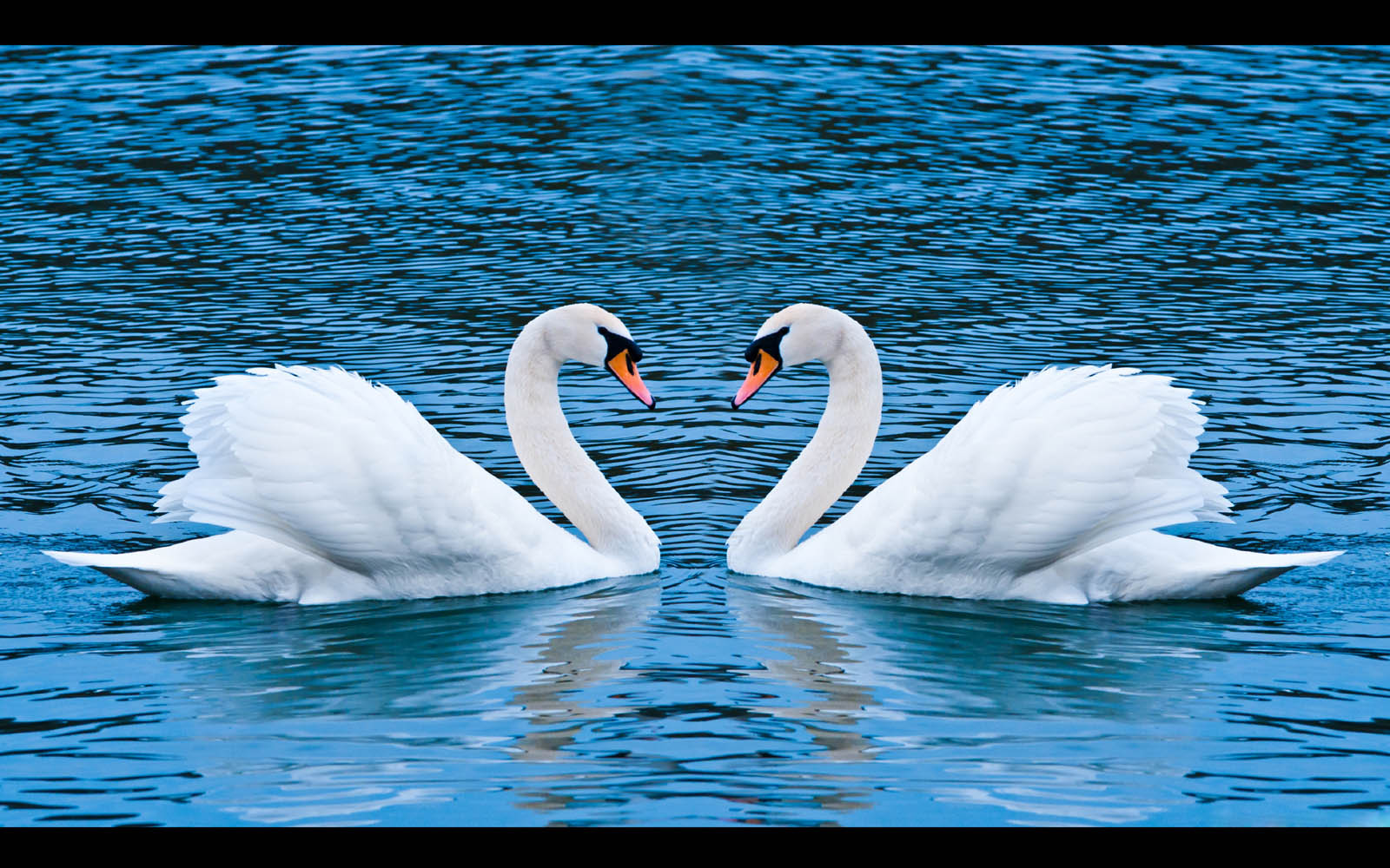Wallpaper Swan