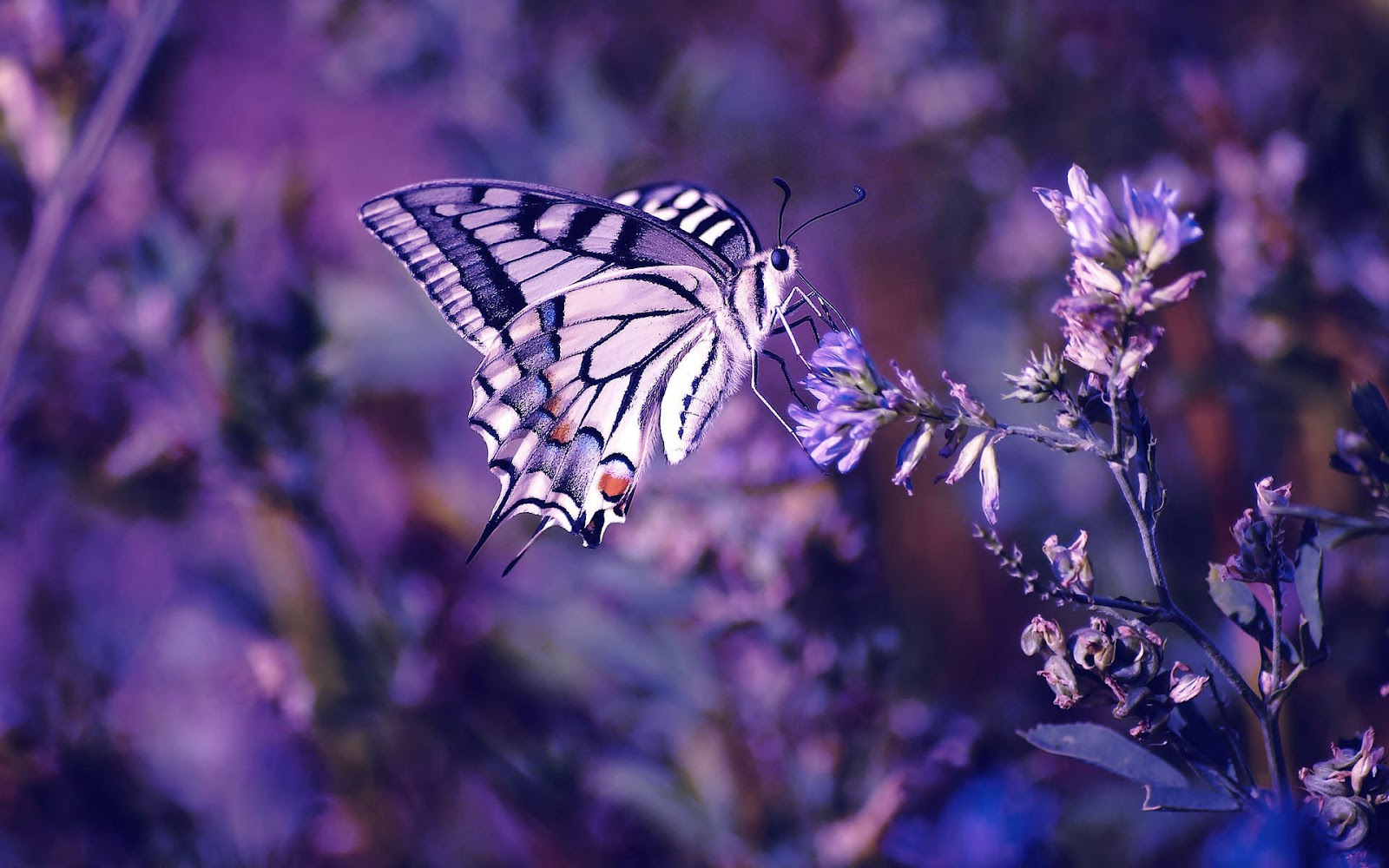 Achtergrond Met Vlinder Op Paarse Bloem HD Wallpaper Foto