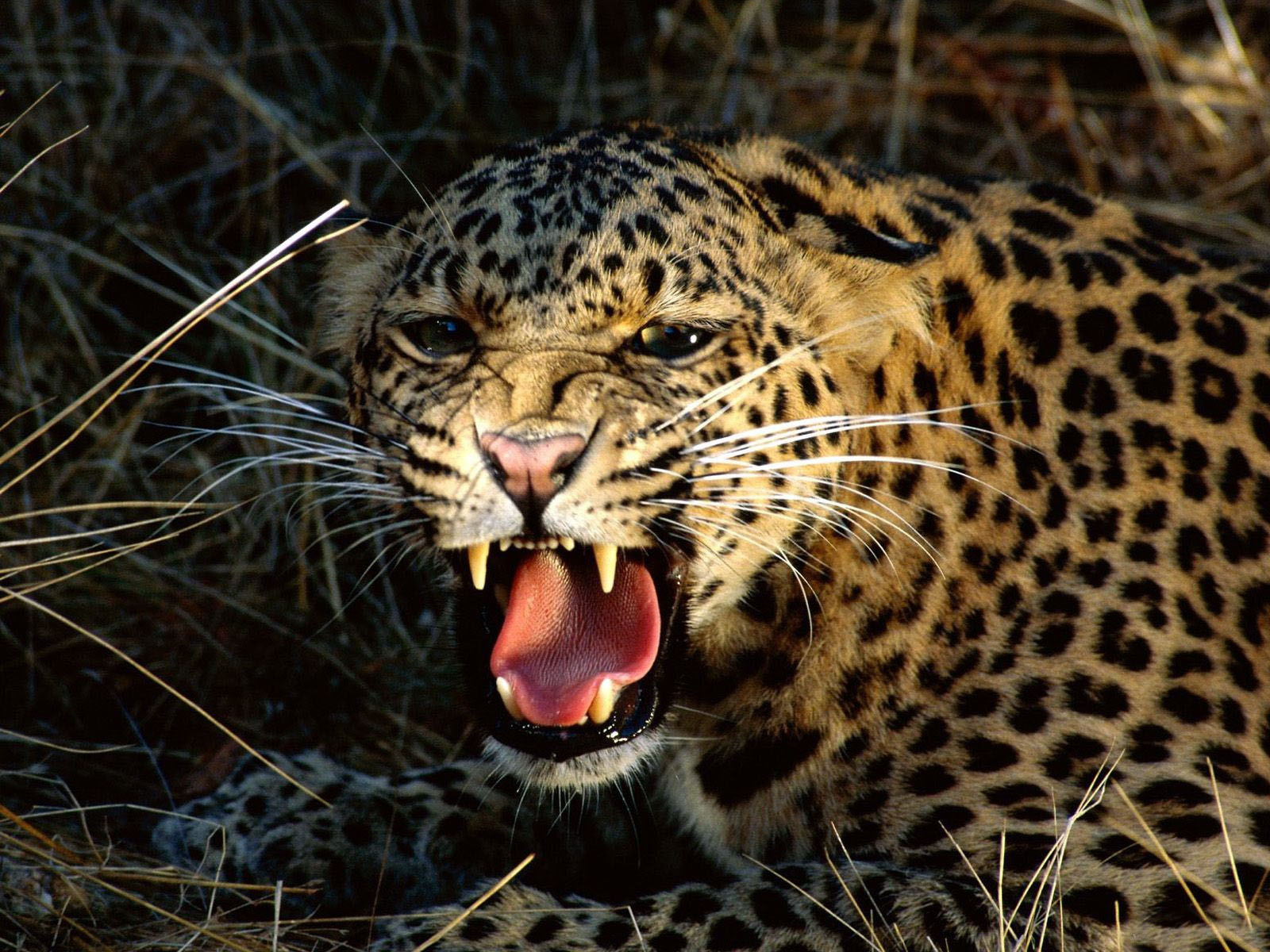 Wild Animal Attack Africa Reservation Desktop Wallpaper HD
