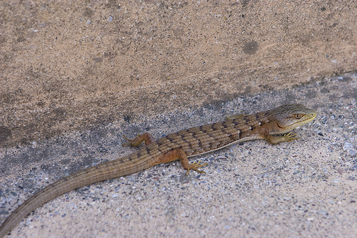 Alligator Lizard This One Was Hiding Out By The Toyland