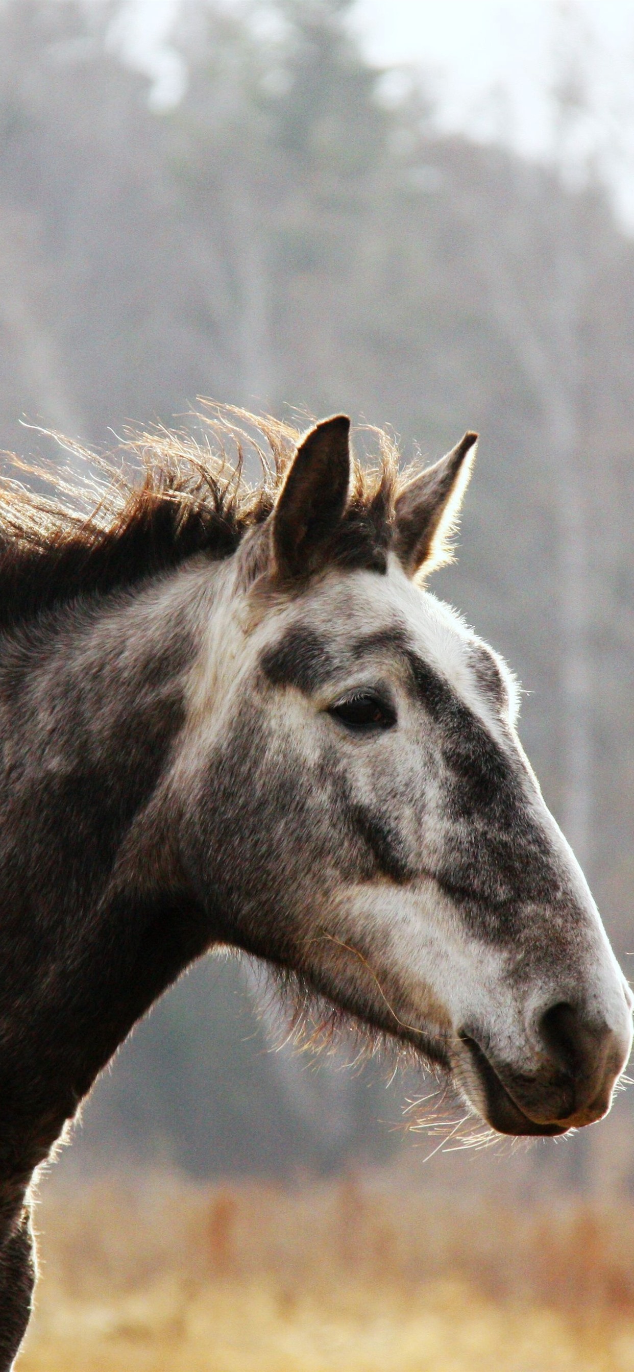 Wallpaper Horse Face Mane UHD 4k Picture Image