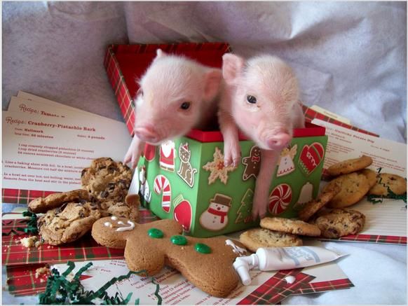 christmas teacup pigs Baby Pics Pinterest